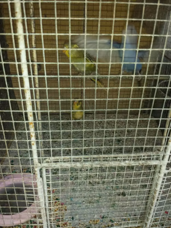 Vendo pericas  australianas lindos colores