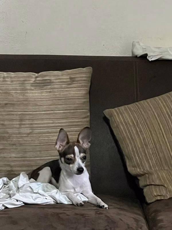 Vendo Chihuahua Cabeza de manzana