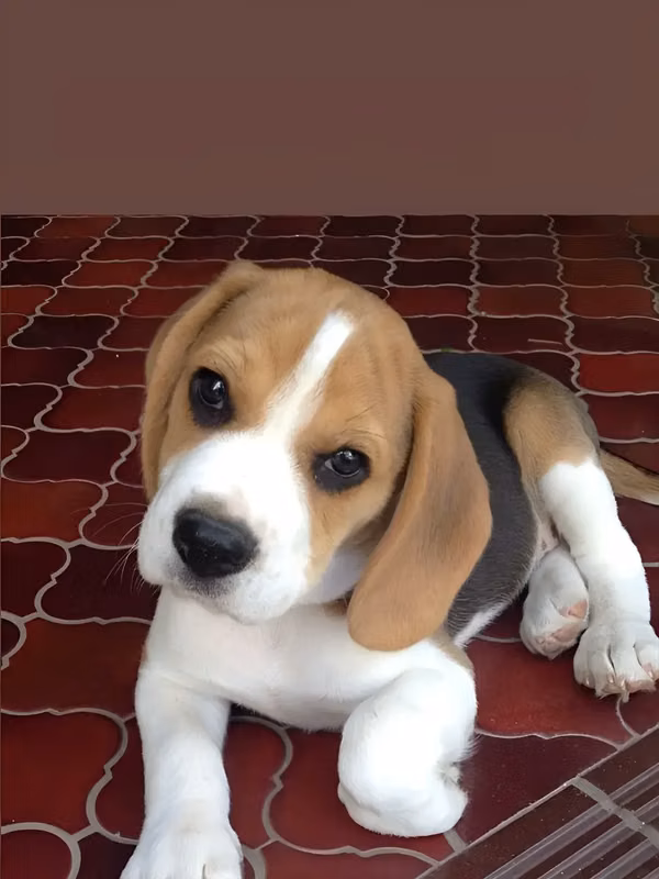 Cachorritos Beagle Bicolor Tricolor visacuotas