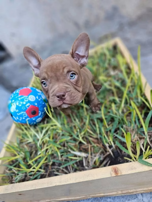 American bully