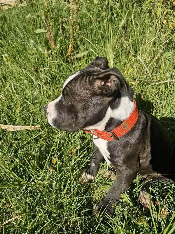 American bully estandar .