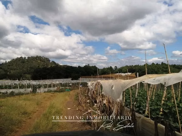 Farm for sale in zone 18 with 96 manzanas