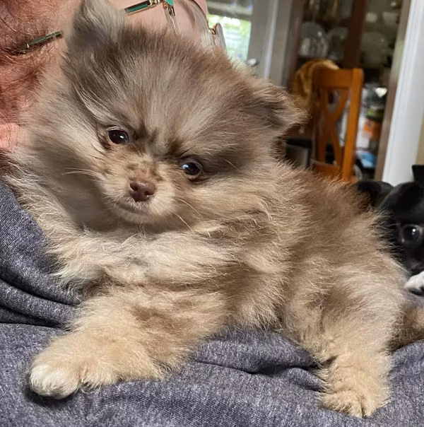 Exclusivos Pomerania Merle Macho