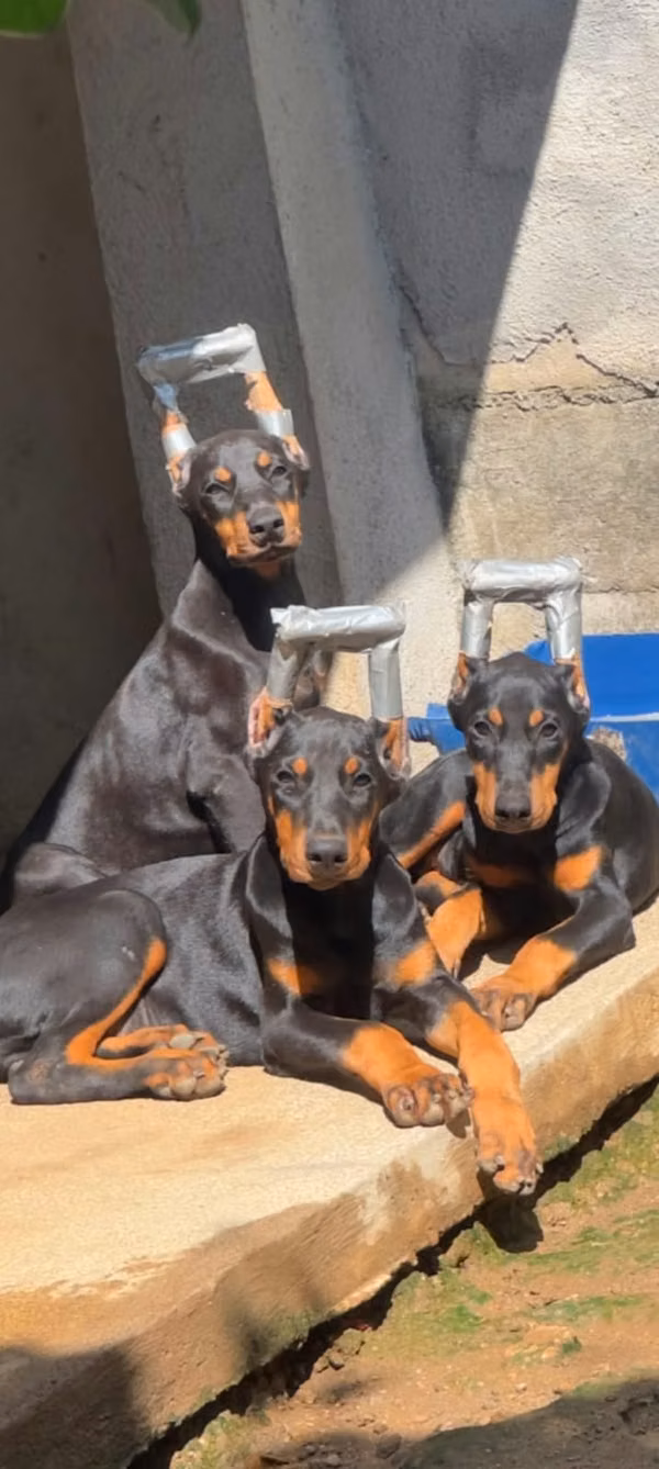 Cachorros Doberman