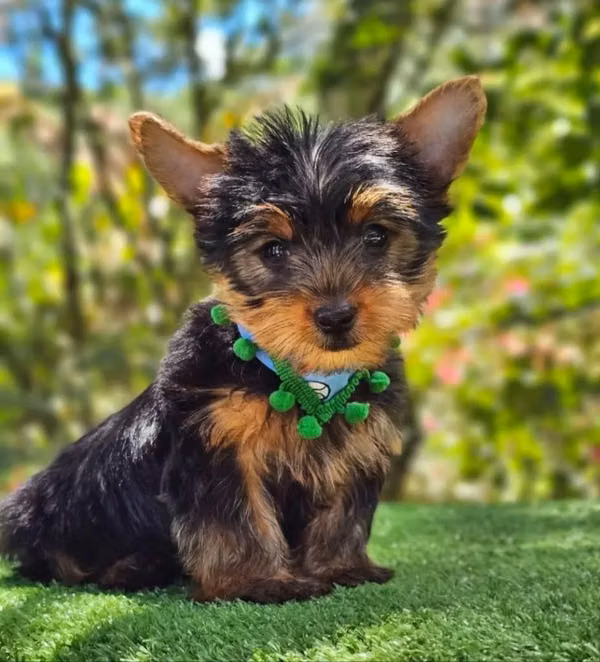 Yorkshire Terrier  Visacuotas York Yorki Yorkie