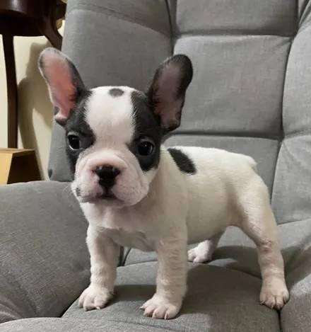 Bulldog Francés Macho visacuotas