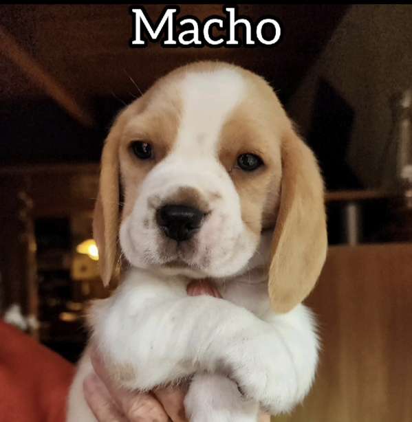 Beagle Pedigree A