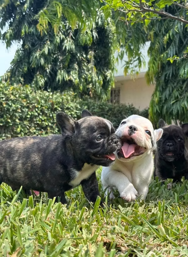 Bulldog Francés