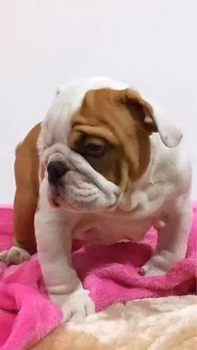 Bulldog Ingles Visacuotas