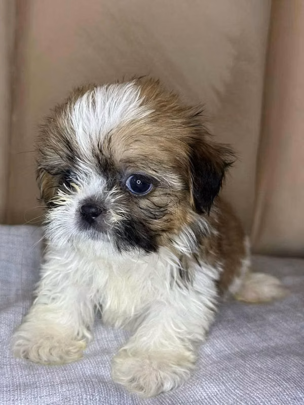 Hermosos shihtzu visacuotas shitzu shi tzu