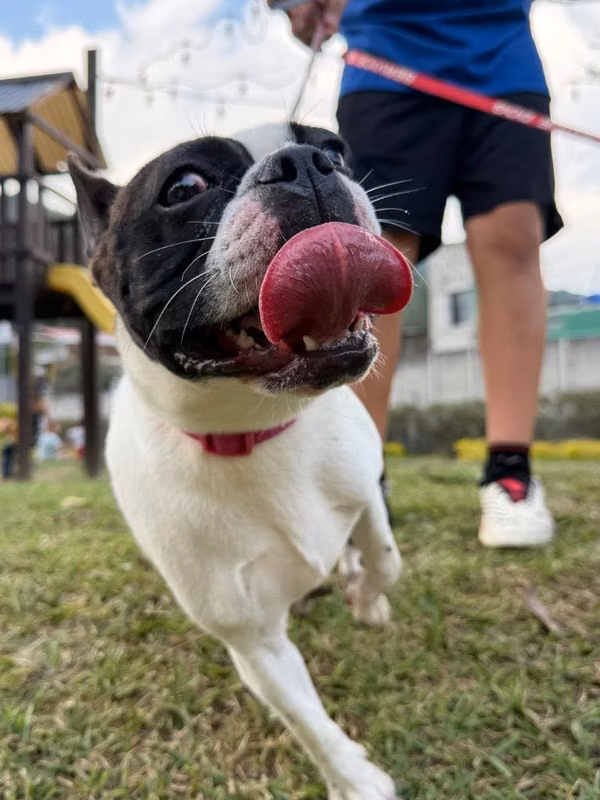 Bulldog Francés