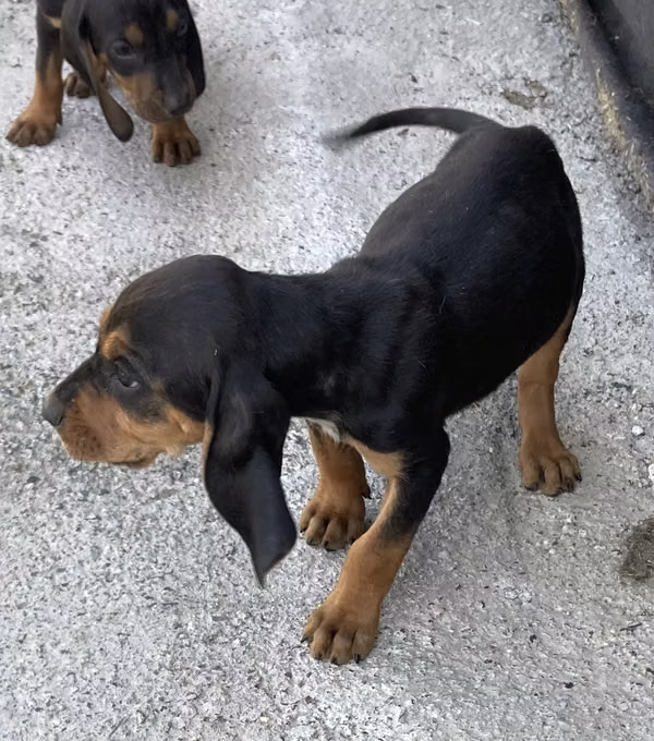 Sabuesos