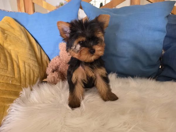 Yorkshire terrier macho pedigree A