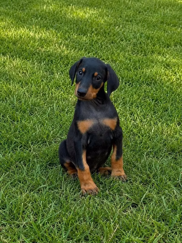Doberman Macho
