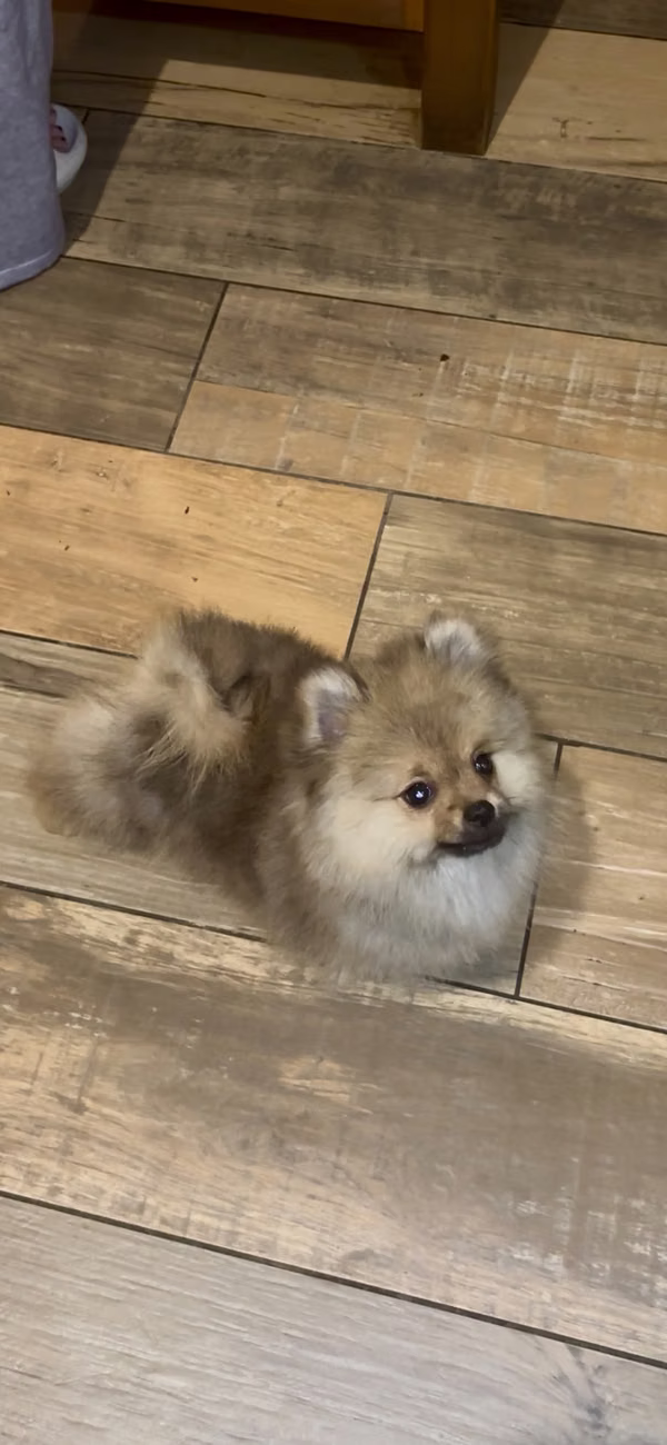 Pomerania machito