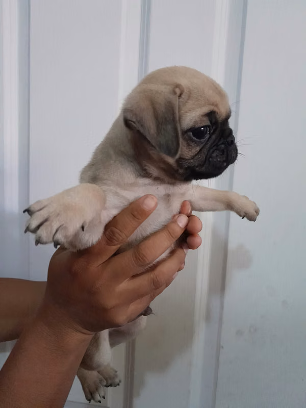 Pug exelente raza a domicilio en todo el pais