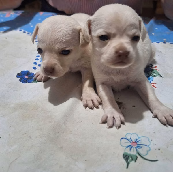 Chihuahuas