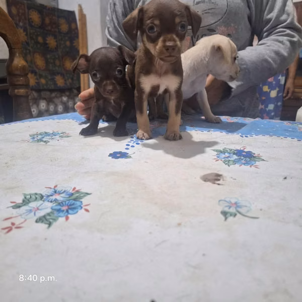 Chihuahuas