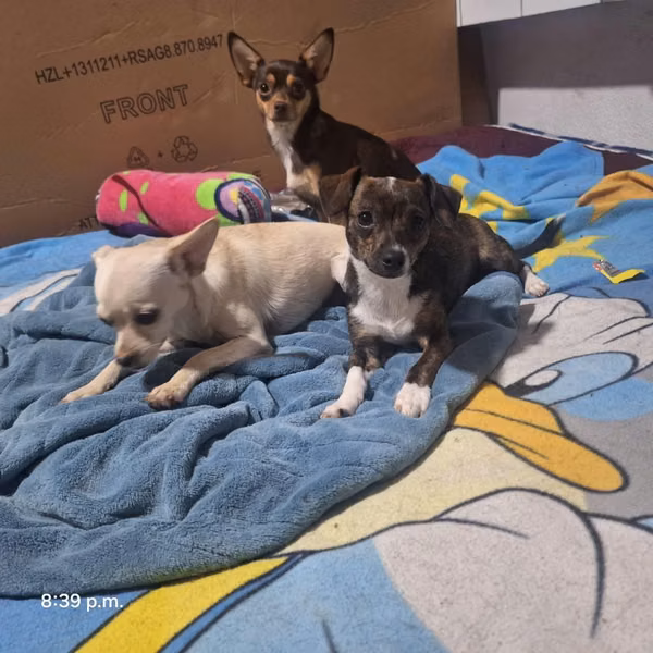 Chihuahuas