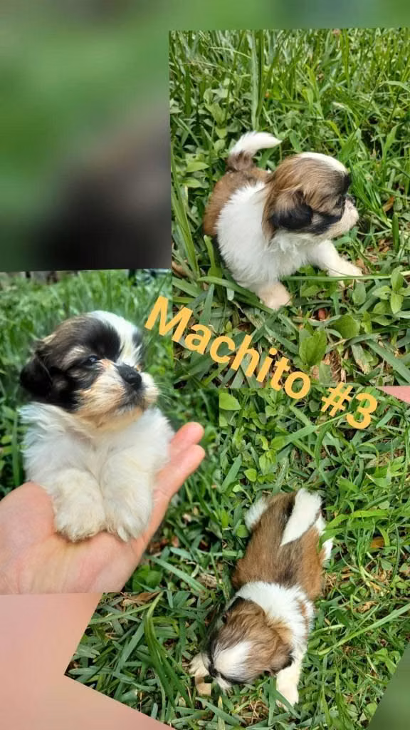  Hermosos 
