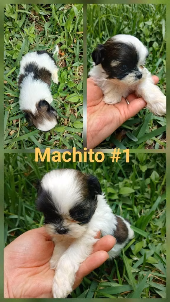  Hermosos 