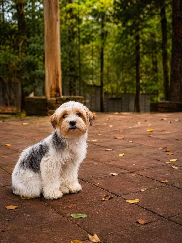 Biewer Terrier Macho con registro