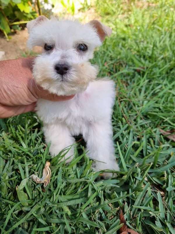 Schnauzer minutos adorables cachorros