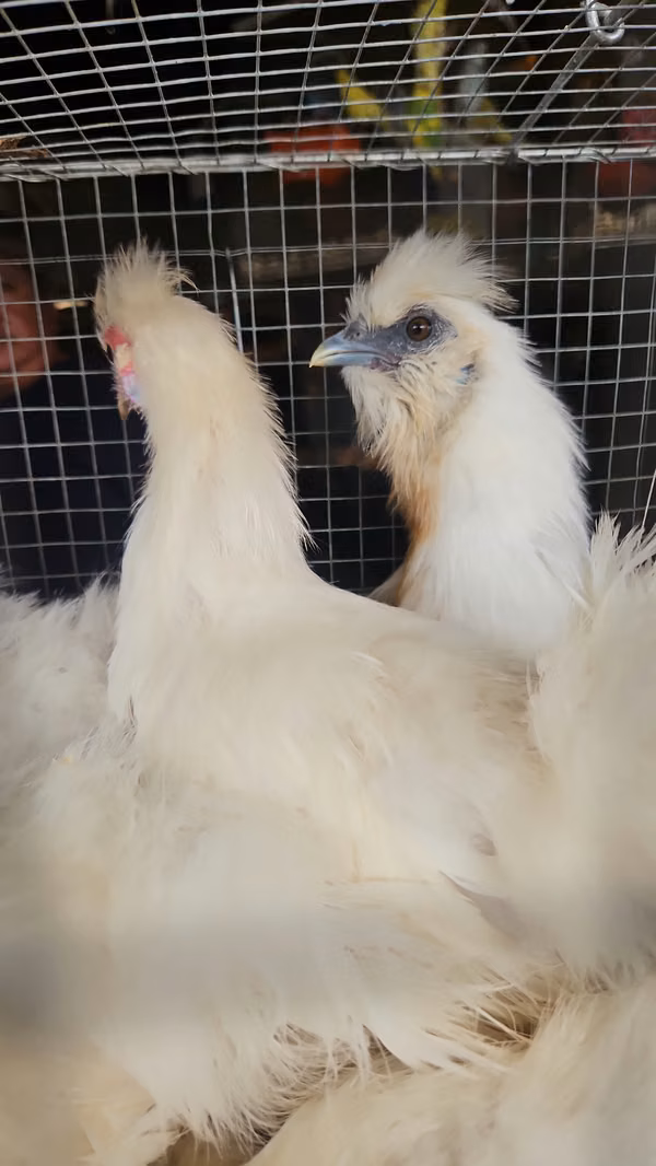 Gallina japonesa