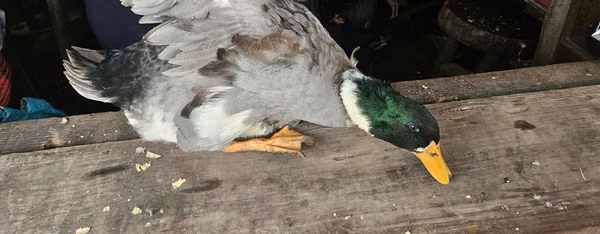 Pato malar