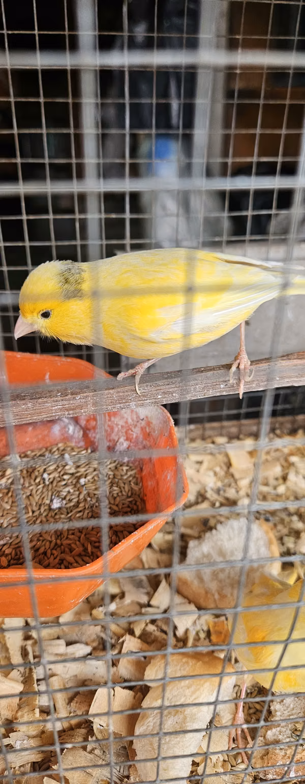 AVE CANARIO AMARILLO