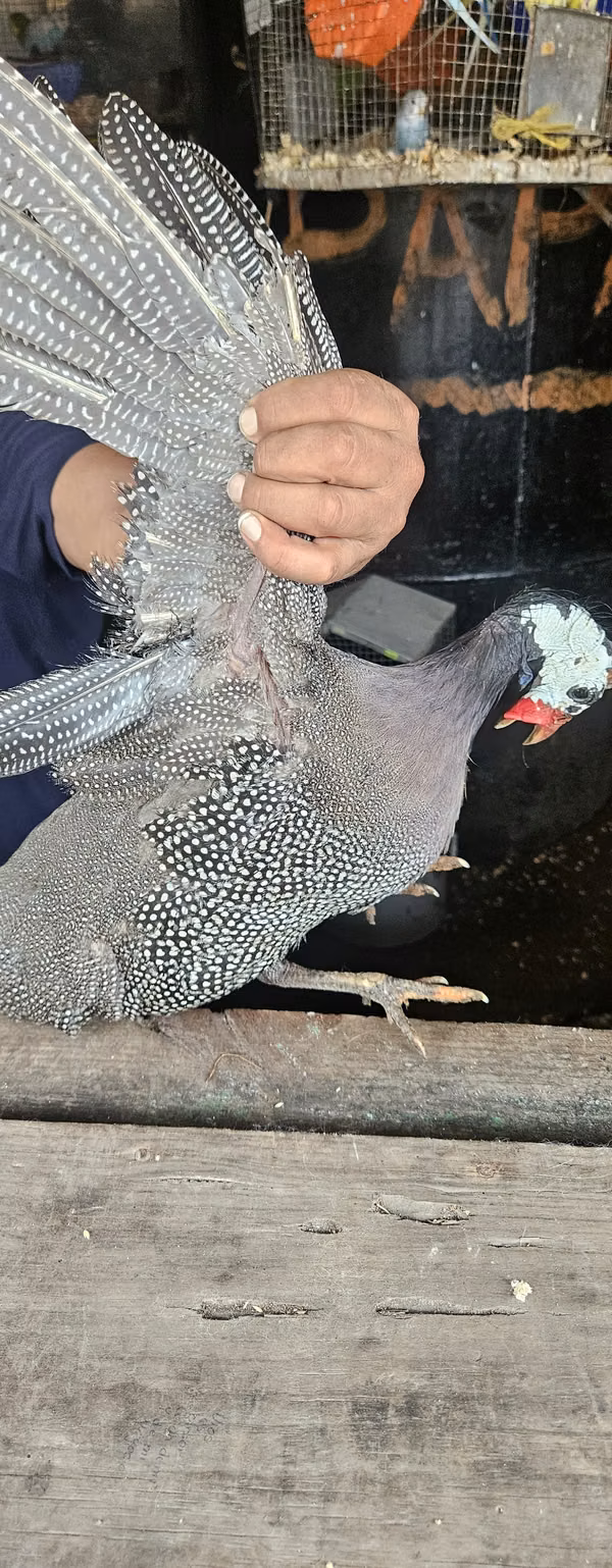 Coquecha o gallina de gunea