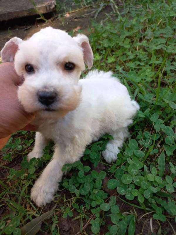 Schnauzer mini bellísimos cachorros