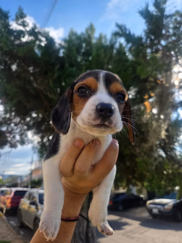 Beagle tricolor
