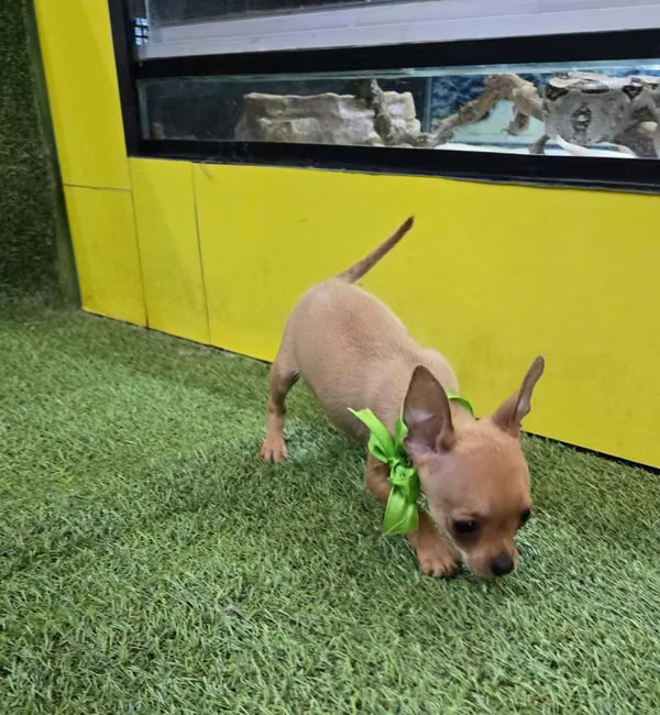 Chihuahua Visa Cuotas