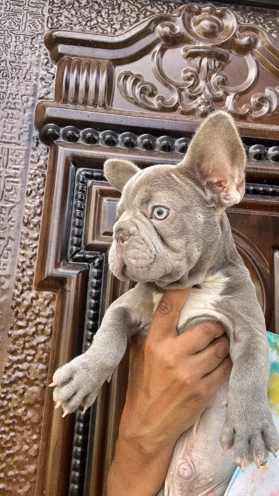 Bulldog francés macho