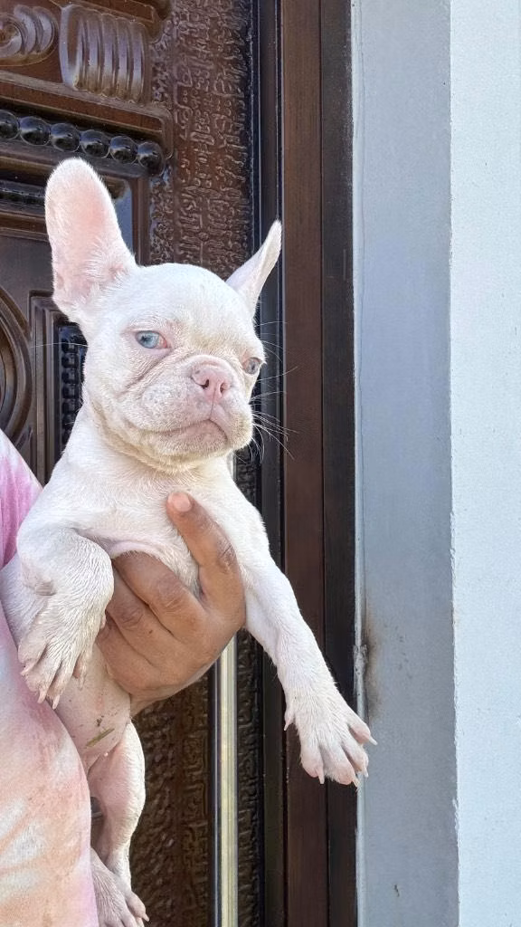 Bulldog francés hembra