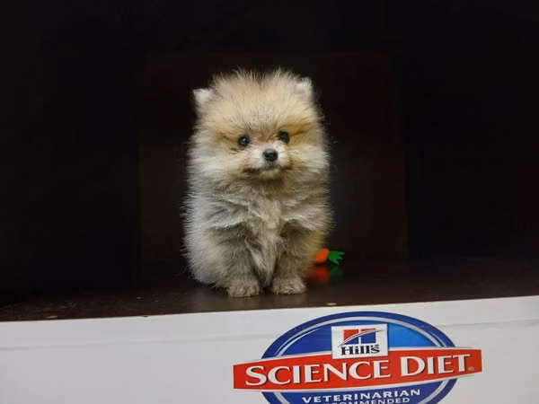 POMERANIA HEMBRA