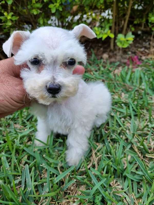 Schnauzer mini