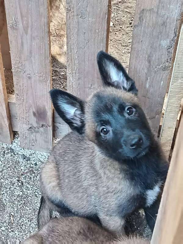 Pastor belga malinois cachorros pura raza
