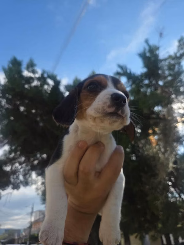 Beagle