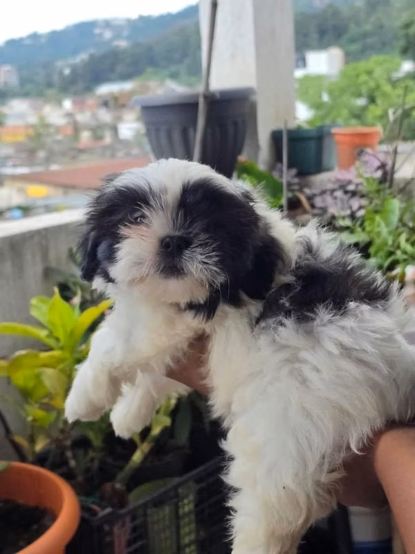 Shih tzu