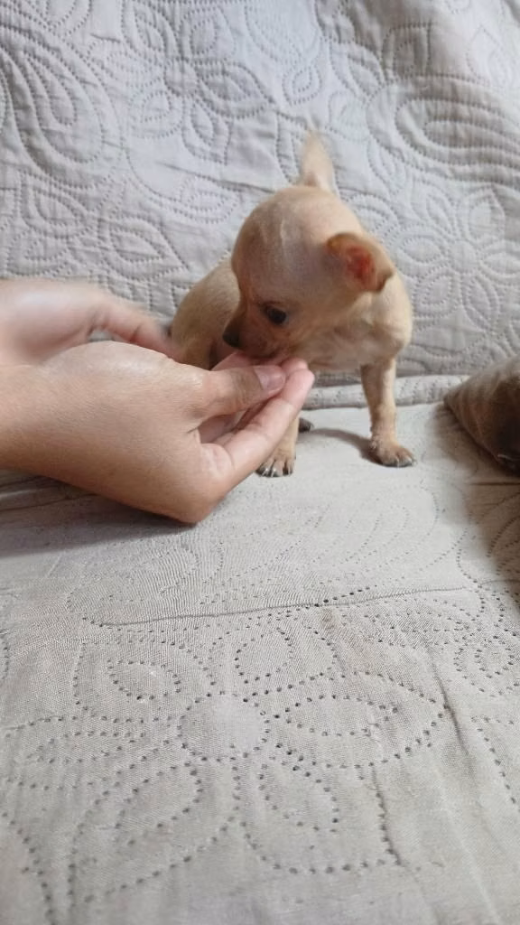 Lindos chihuahuas de 6 semanas