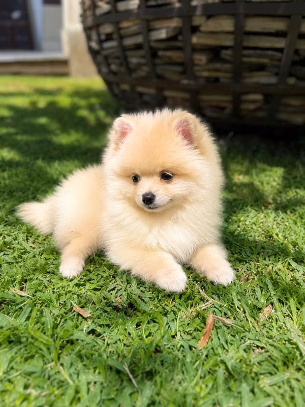 Pomerania