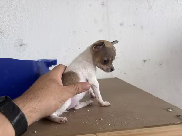 Hermosos Cachorros Chihuahuas Cabeza de manzana