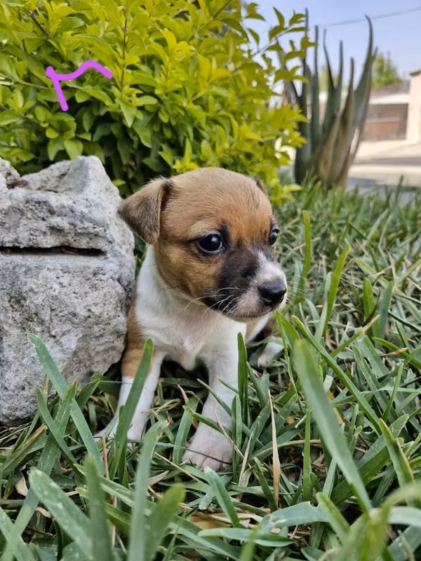 JACK RUSSELL TERRIER