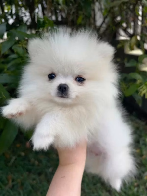 Pomerania Hembrita