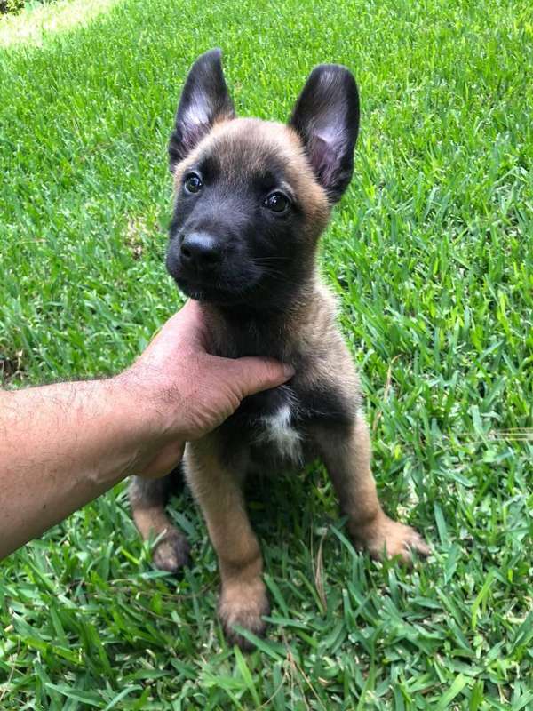 Pastor belga malinois de lujo