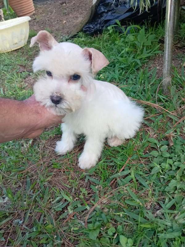 Schnauzer mini bellos cachorros
