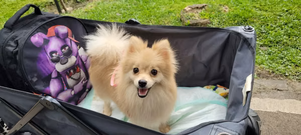 Pomerania macho