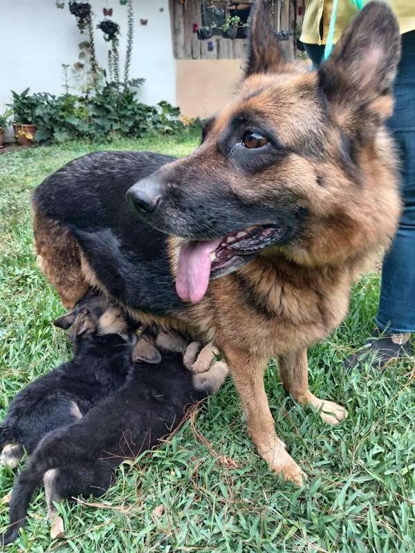 Pastor alemán bellos cachorros